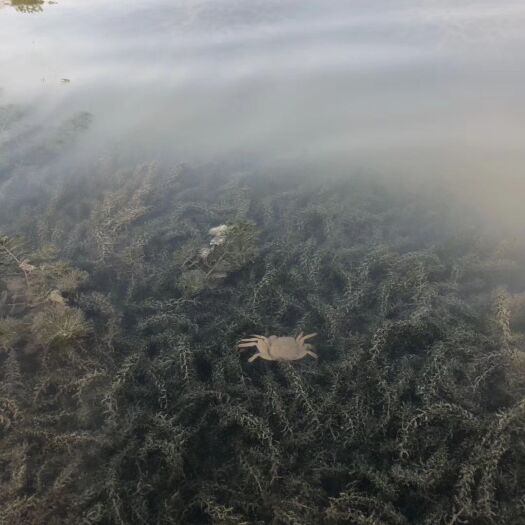 南京微山湖大闸蟹 大量供应优质微山湖黄蟹