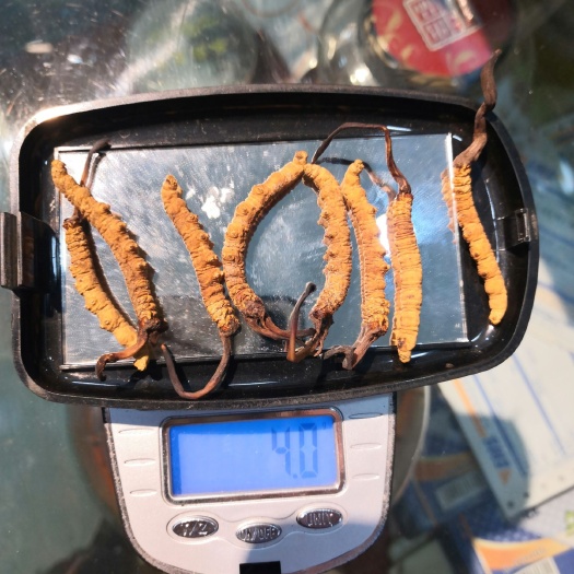 大通县 青海玉树，果洛精品虫草