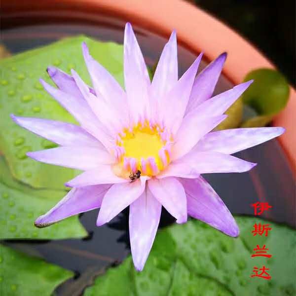  观赏型睡莲种苗  精品睡莲 九品香水莲