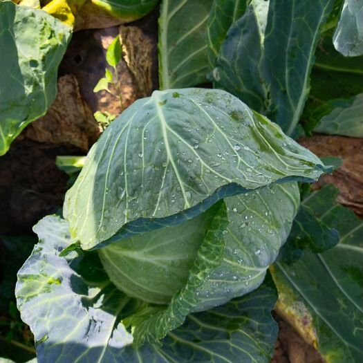 新野县圆包菜  优质包菜价低量大欢迎选购