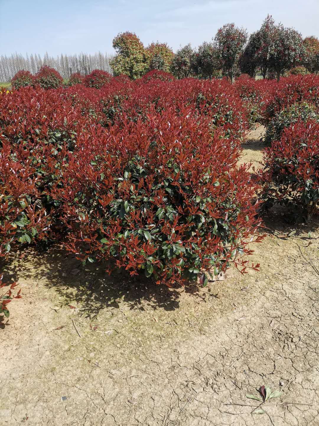 南京红叶石楠树价格， 红叶石楠球价格
