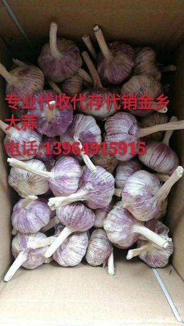 金乡县红皮蒜  金乡红皮大蒜 专业代购代销储存