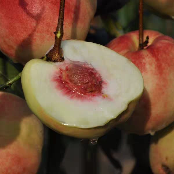  山东果树苗木霜红桃树苗 沂蒙霜红桃 包邮包品质24内发货