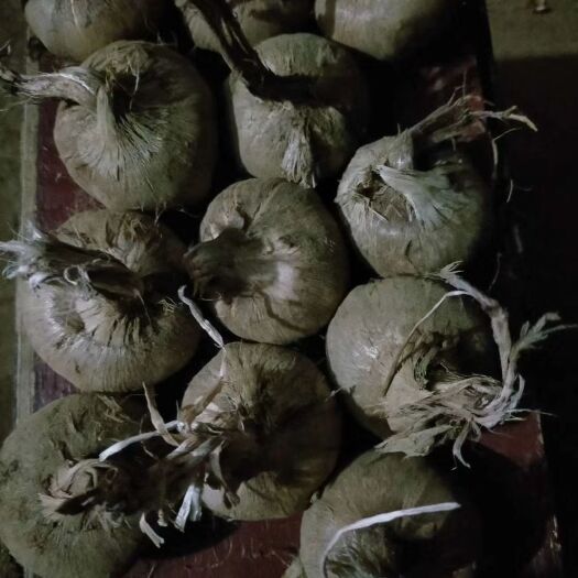 许昌 藏红花种球