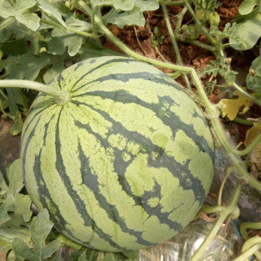 文山市美都西瓜 6斤打底 8成熟 2茬以上