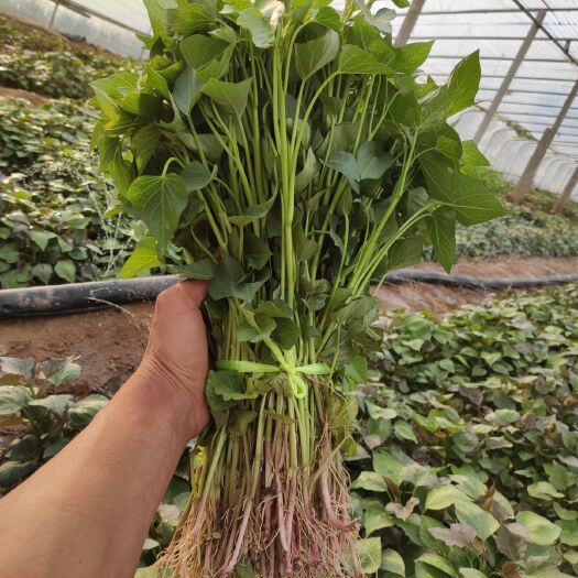 临沂紫薯种  紫罗兰大田苗 新品种紫水晶紫薯 紫薯苗 还有烟薯苗