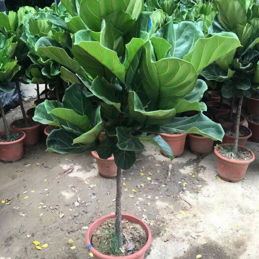 广州琴叶榕盆栽  琴叶榕