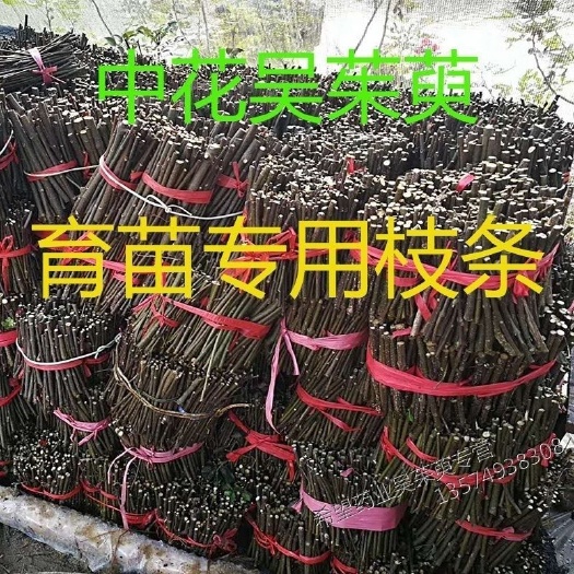 彭泽县吴茱萸种子 江西纯种吴茱萸干货苗种。山黄枙子干货。