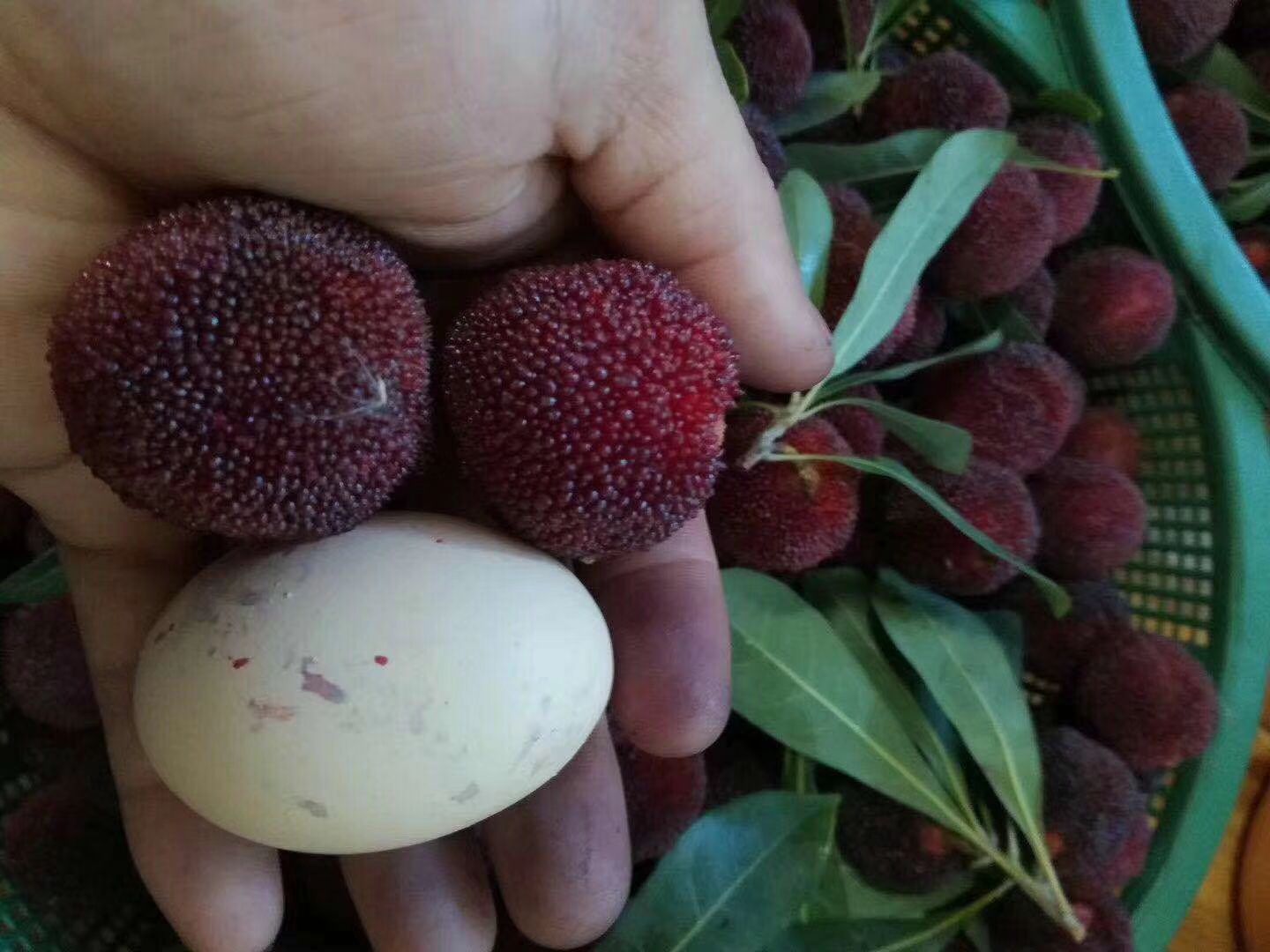 麦芽糖杨梅你们有吃过嘛？