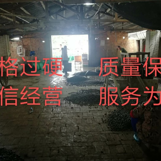 仙桃市螺蛳 大量出售石螺田螺，提供养殖技术支持