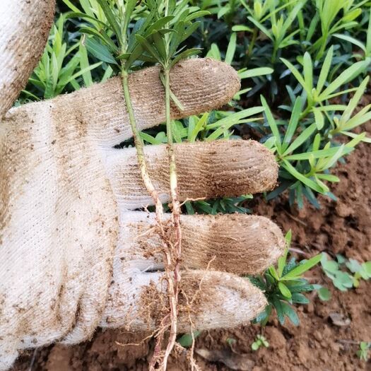 阳朔县 罗汉松小苗。桂花小苗