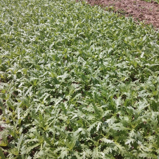 昌乐县 小叶茼蒿菜二亩半到五月十七号可以采收朱刘镇前牟村牟希波价格面