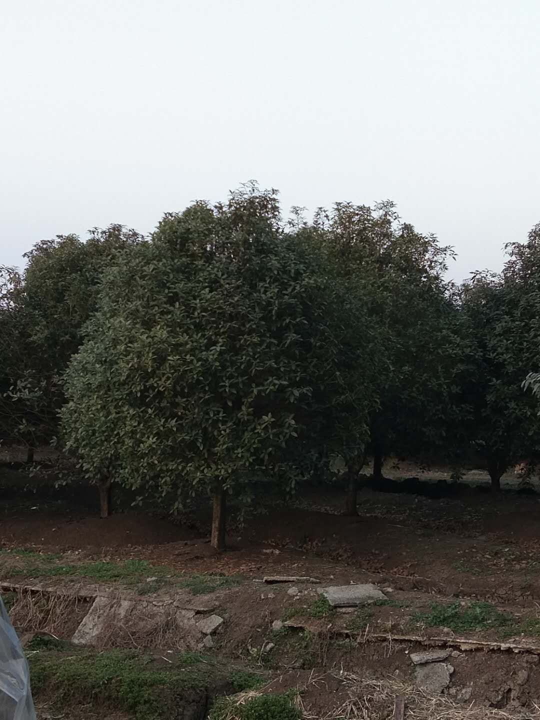 桂花价格，金桂价格，金桂产地