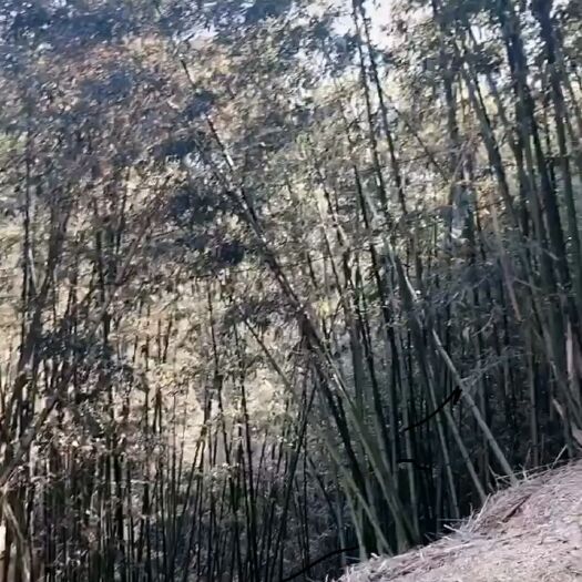 新县 排山竹 够老水够嫩