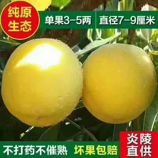 炎陵县 正宗炎陵黄桃高山种植绿色时令水果营养丰富果园直销