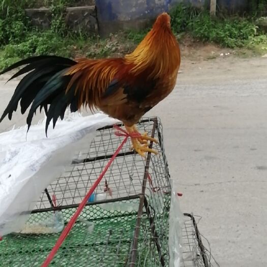钦州 小型鸡
