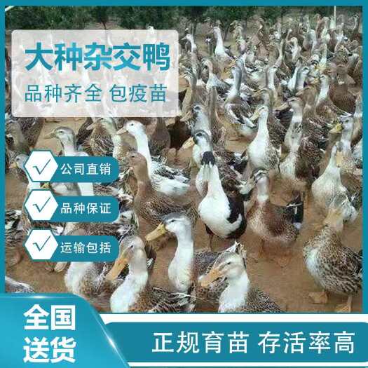 南宁 鸭苗，大种杂交鸭苗，专注品质，包打疫苗