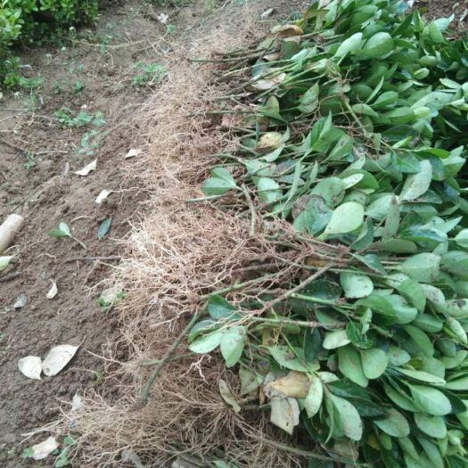 新沂市胶东卫矛  各种床苗