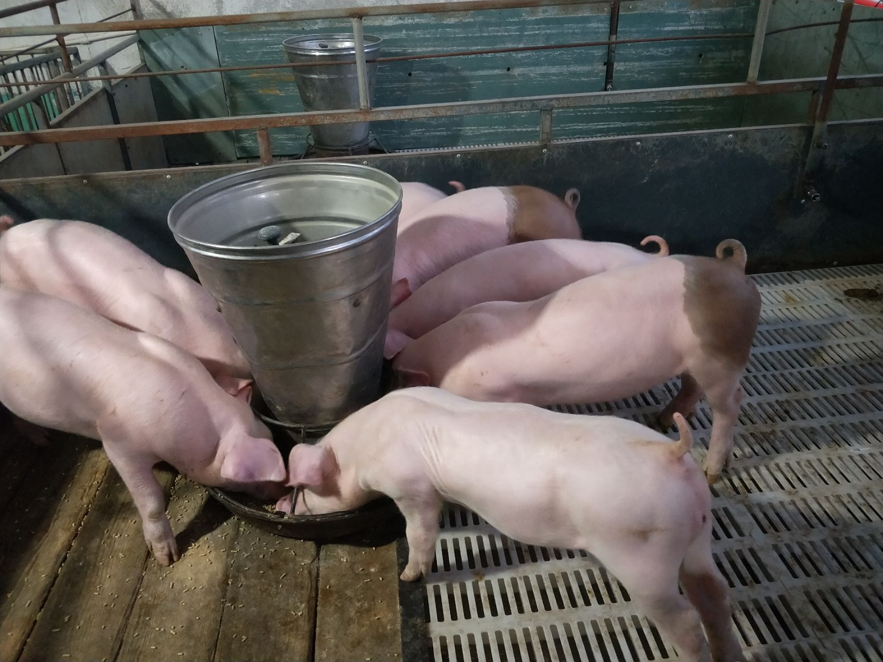 三元仔猪 良种仔猪供应基地 防疫齐全 耐粗饲 抗病力强