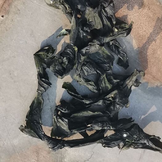  霞浦新海带结
