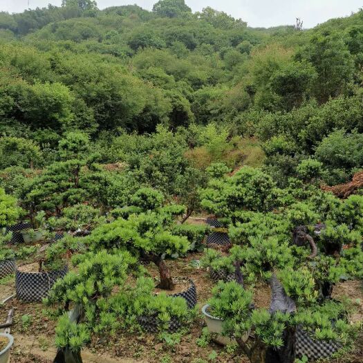 歙县 罗汉松盆景，原生老桩。