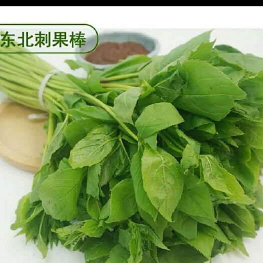 桓仁县刺五加菜 新鲜刺果棒现摘一斤