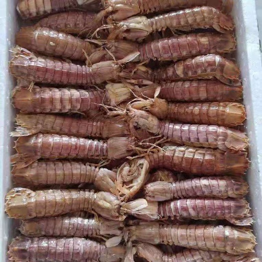 长沙县冷冻皮皮虾 熟冻皮皮虾