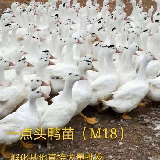南宁 一点头M18鸭苗