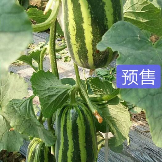 东明县绿宝甜瓜 香甜可口