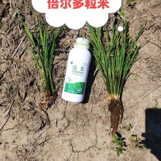 佳木斯叶面肥料 保花保果，促早熟，适合作物各个生长期使用