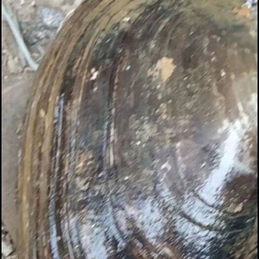 哈尔滨河蚌 人工养殖