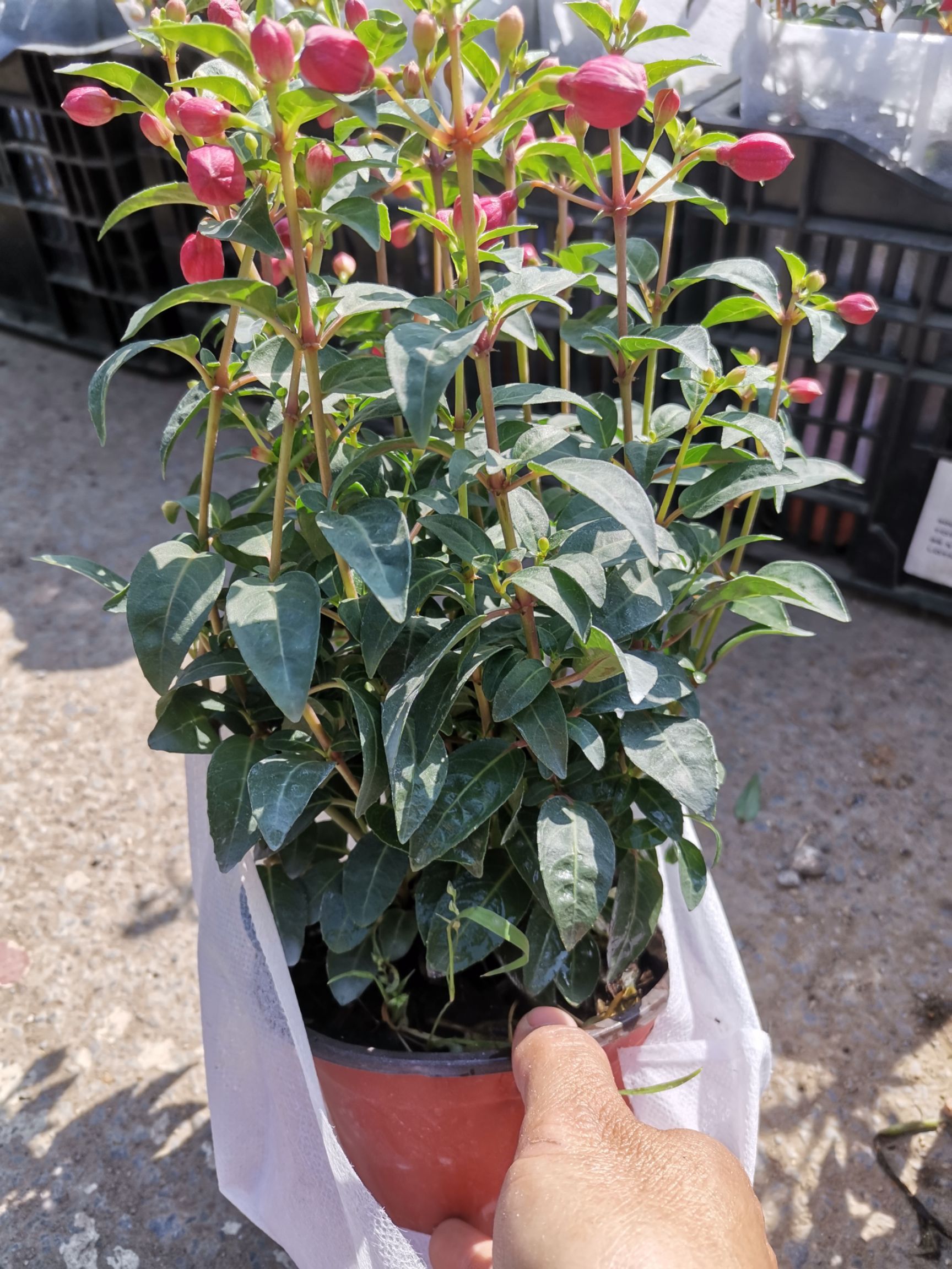 灯笼花  倒挂金钟 基地直发