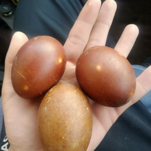 济南绿壳鸭蛋 食用 散装