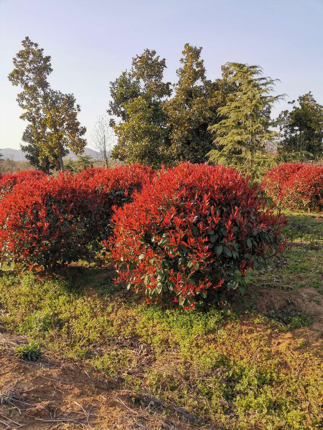 [紅葉石楠造型樹批發] 紫微3--10公分花瓶,紅葉石楠大小籠子蘭花盈8