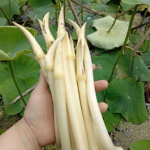 仙桃市藕带 30~50cm