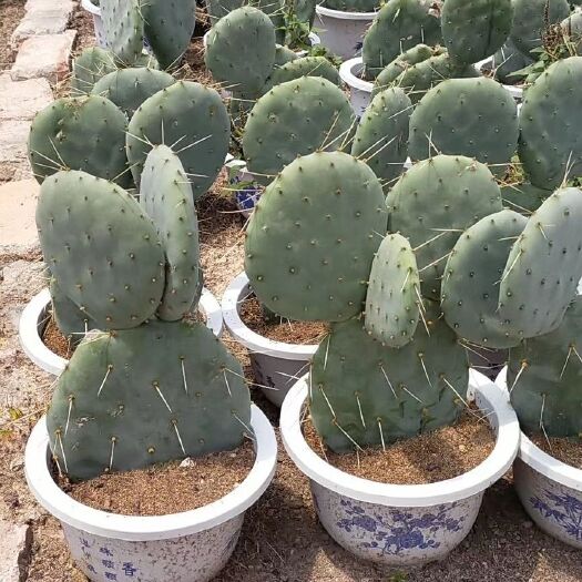 漳州 明镜仙人镜仙人掌沙生植物，基地发货价格便宜