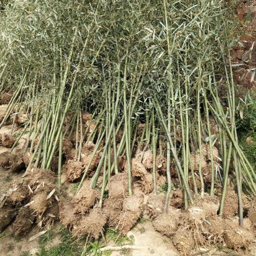 定远县 工程竹苗 绿化园林用竹 源头供应  现挖现卖