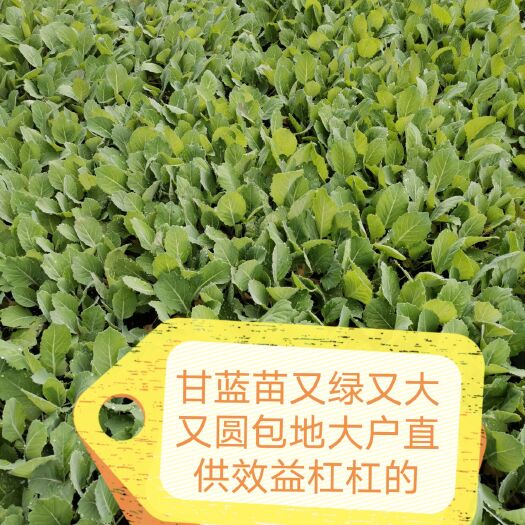 中牟县绿包菜  包菜苗-越冬甘蓝苗耐寒耐裂口感好