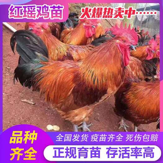南宁 鸡苗，红瑶鸡苗，优良品质，包打好疫苗