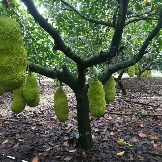 昌江县 海南黄肉菠萝蜜