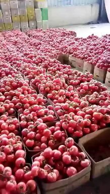 东海县硬粉西红柿，果型圆润，颜色红，硬度杠杠的