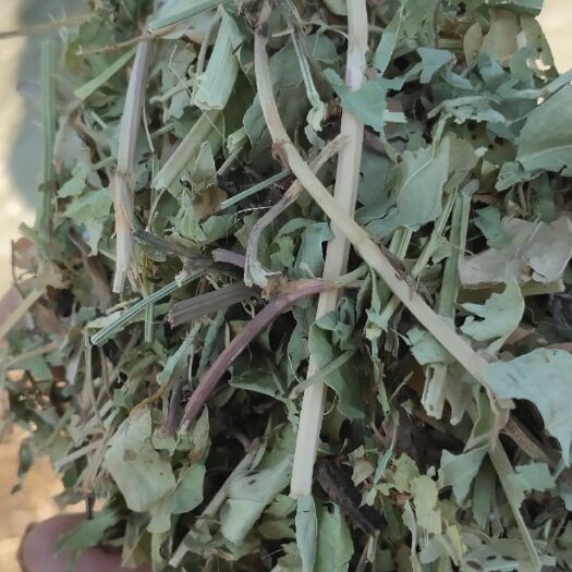 正阳县花生秧