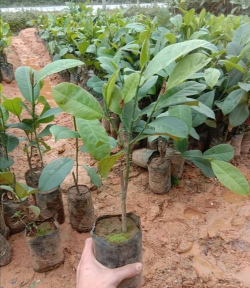 榴莲蜜树苗 榴莲蜜苗