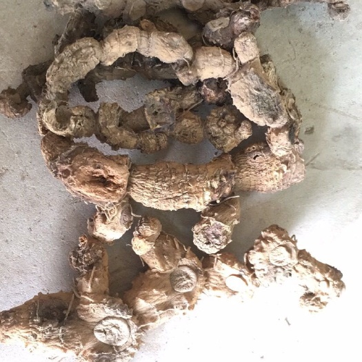 黎川县 黄精，鸡头黄精 ，姜形黄精