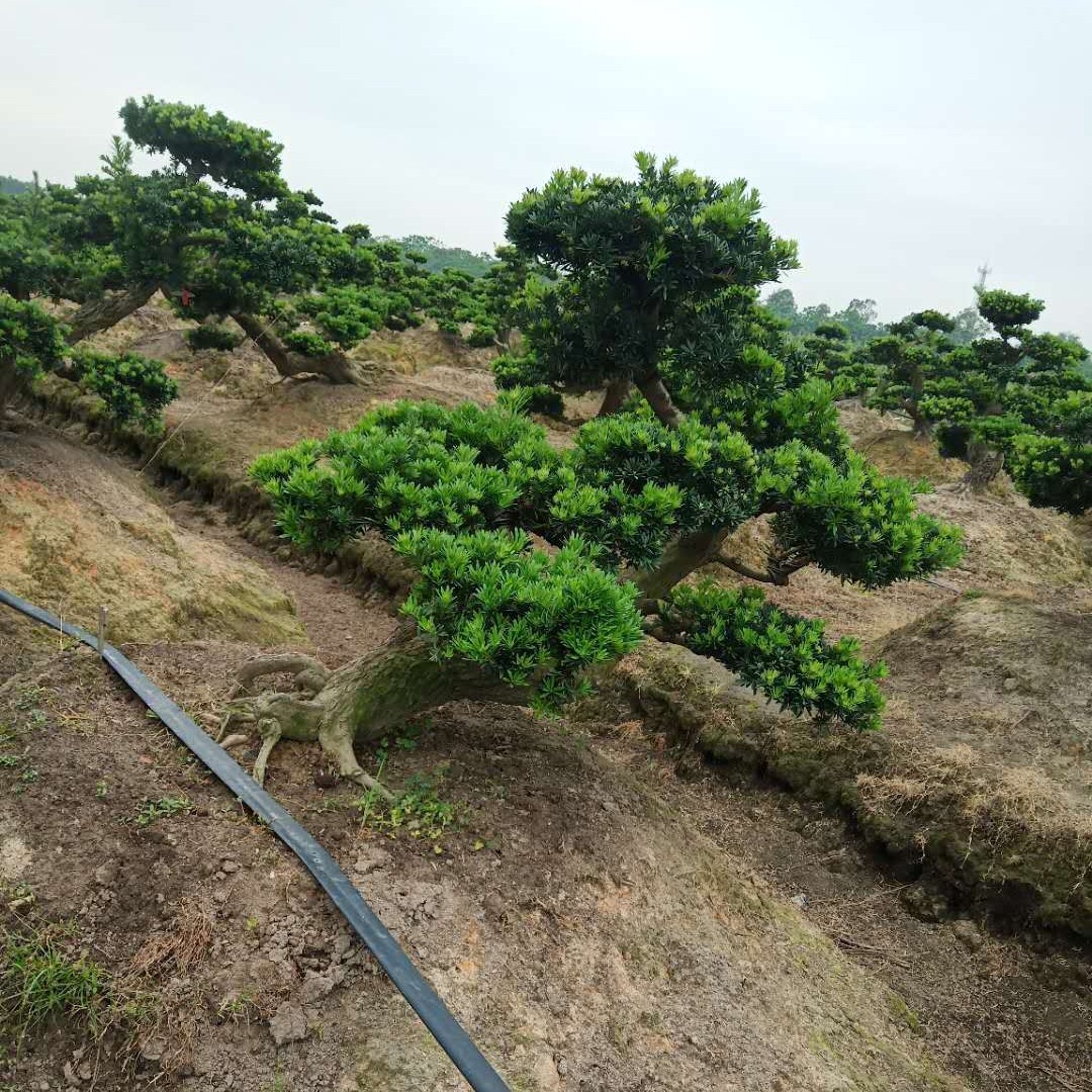  大型罗汉松基地，多品种罗汉松，欢迎考察