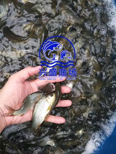临城县 优质鲤鱼苗看货包满意，量大管送包活