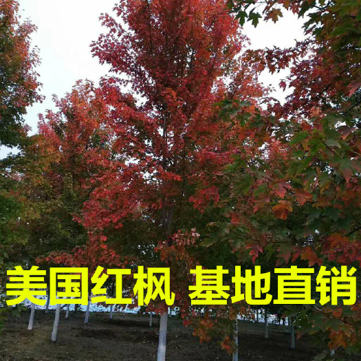 郯城县 基地直销1—20公分美国红枫北美红枫秋火焰红点等规格齐全