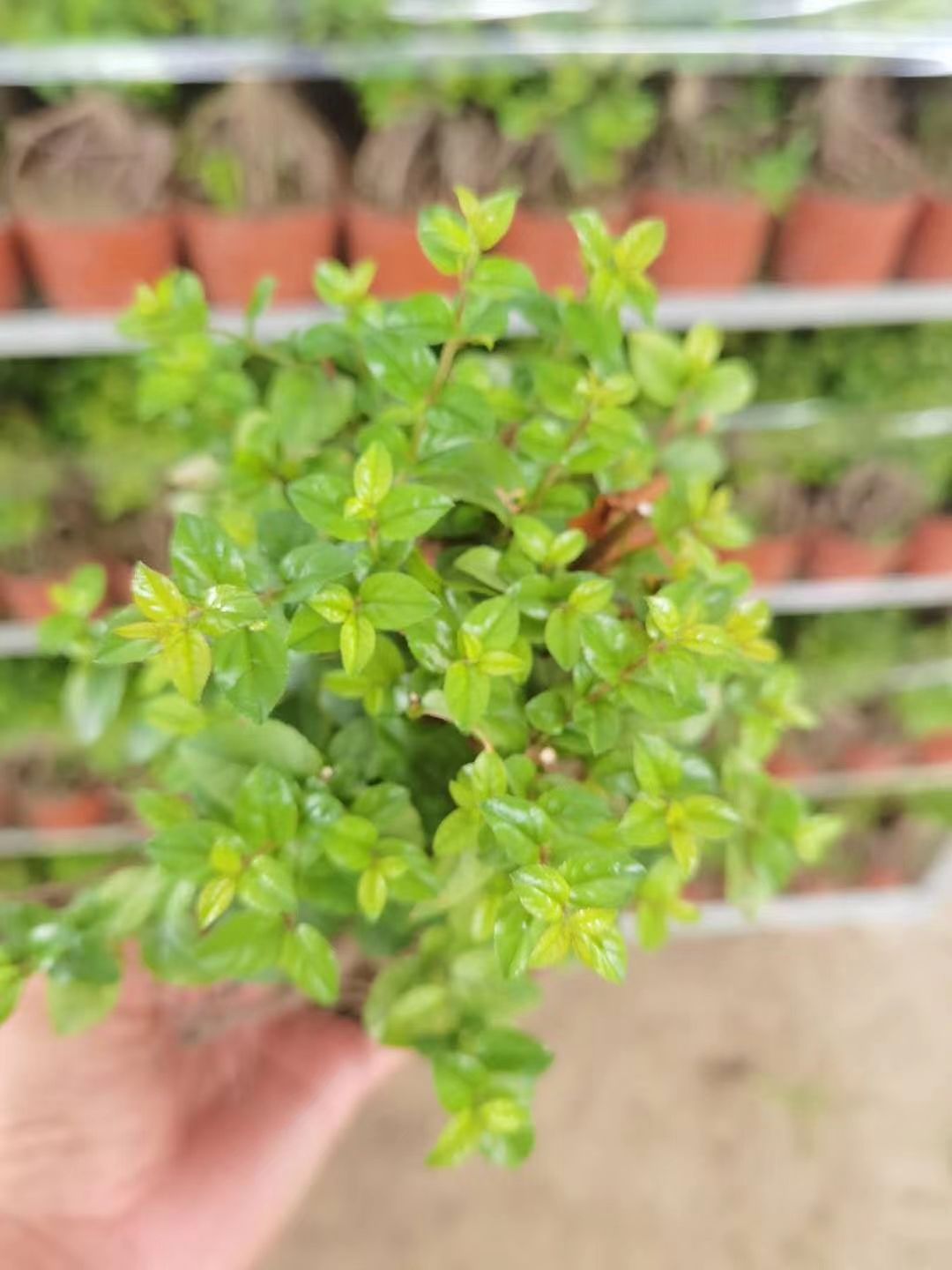 雀梅盆栽 小提根雀梅