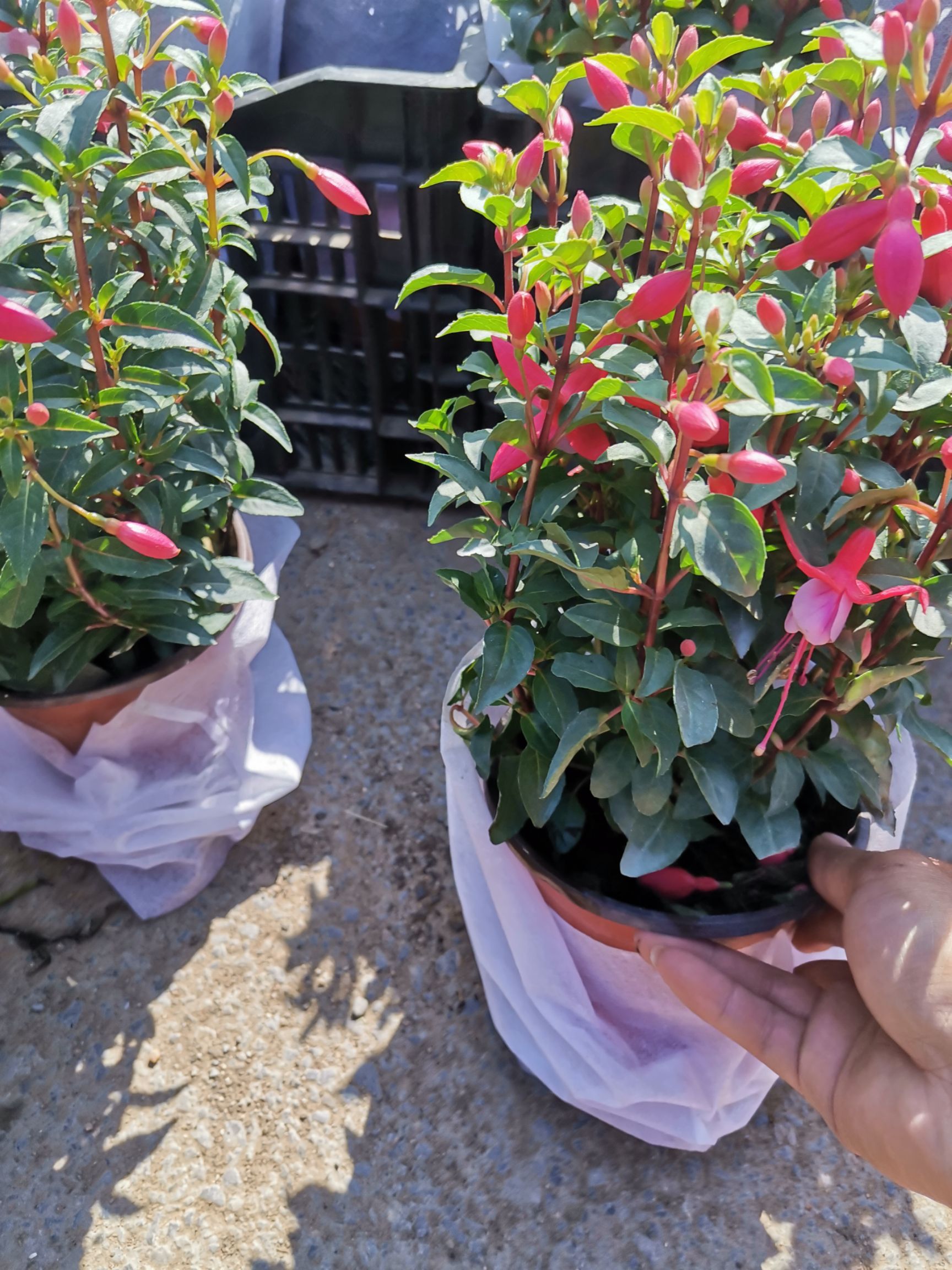 灯笼花  倒挂金钟 基地直发