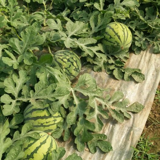 夏县8424西瓜 运城夏县万亩8424种植基地